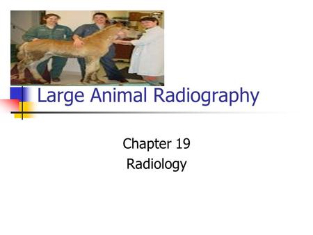 Large Animal Radiography Chapter 19 Radiology. Introduction Large animal radiography requires patience and time. Radiography of large animals must be.
