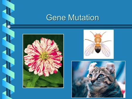 Gene Mutation. Classification of Mutations Can Be Made at the: DNA levelDNA level Protein levelProtein level Cellular levelCellular level Organismal levelOrganismal.