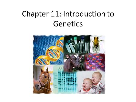 Chapter 11: Introduction to Genetics