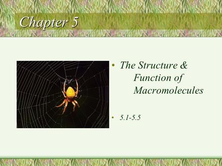 Chapter 5 The Structure & Function of Macromolecules 5.1-5.5.