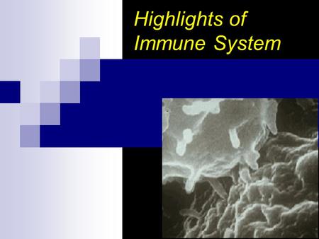 Highlights of Immune System. Topic Outline Overview of the Immune System 1 st and 2 nd lines of Defense The Immune System  B cells  The antibody & antibody.