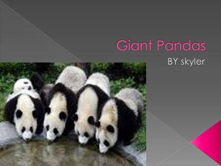 Giant Pandas BY skyler.