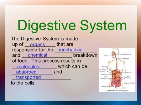 Digestive System The Digestive System is made up of ___________ that are responsible for the _______________ and __________________ breakdown of food.