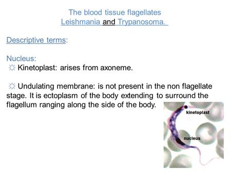 The blood tissue flagellates Leishmania and Trypanosoma.