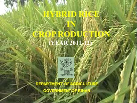 HYBRID RICE IN CROP RODUCTION (YEAR 2011-12) DEPARTMENT OF AGRICULTURE GOVERNMENT OF BIHAR.