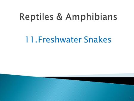 11.Freshwater Snakes 1. Some kinds of snakes can be found in the freshwaters of lakes, rivers, and streams 2 These freshwater snakes go into water to.