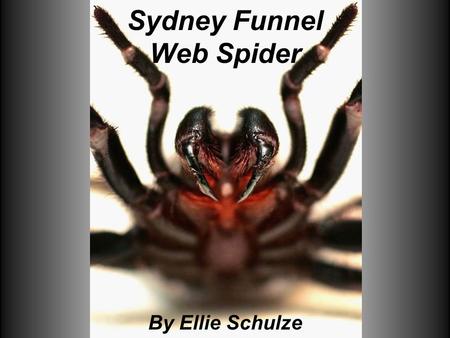 Sydney Funnel Web Spider By Ellie Schulze. Where it lives The Sydney funnel web spider lives in rainforest or shady damp areas found in the New South.