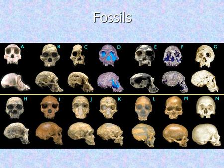 Fossils +/*0 /210.