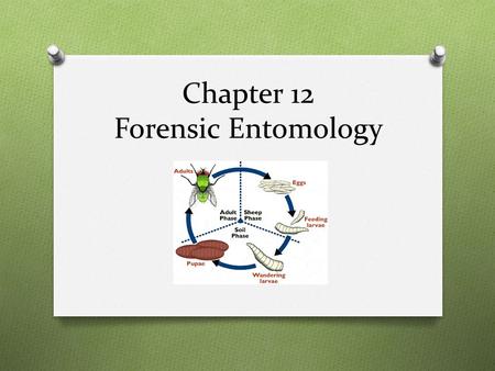 Chapter 12 Forensic Entomology. Case study – Bugs Don’t Lie 1. When did the children go missing? 2. When were the bodies found? 3. List 5 reasons for.