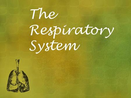 The Respiratory System. The system that provides oxygen for the body and allows carbon dioxide to leave the body This system works in close association.