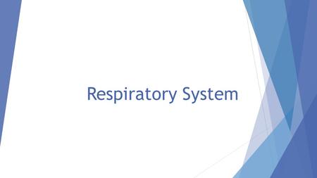 Respiratory System. Think Pair Share  Describe what happens when you breathe.
