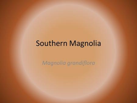 Southern Magnolia Magnolia grandiflora. Classification Kingdom Plantae – Plants Subkingdom Tracheobionta – Vascular plants Superdivision Spermatophyta.