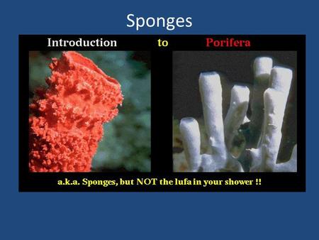 Sponges.