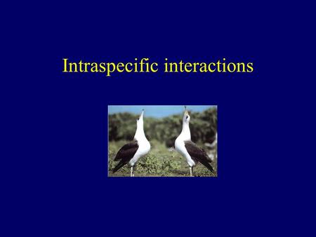 Intraspecific interactions. Intra and interspecific interactions between animals Intraspecific interactions - between members of the same species Interspecific.