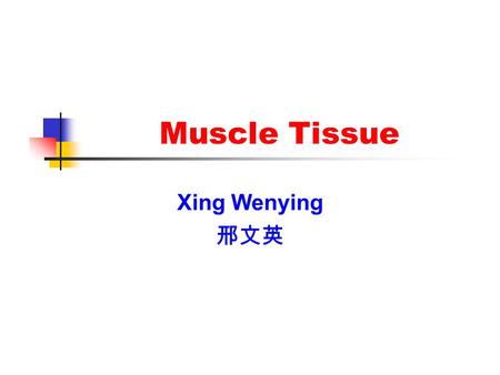 Muscle Tissue Xing Wenying 邢文英. Introduction Components: Muscle cells(muscle fibers) Elongated, thread-like, containing myofilaments and being contractile.