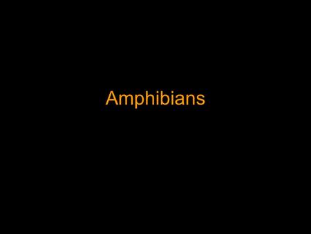Amphibians. Characteristics Ectothermic, Tetrapod Vertebrates with a endoskeleton that are restricted to moist or aquatic environments Smooth moist skin.