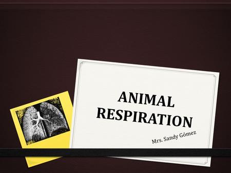 ANIMAL RESPIRATION Mrs. Sandy Gómez. ANIMAL RESPIRATION 0 Functions of the respiratory system: 0 Take in O2 0 Eliminate CO2 0 Eliminate water vapor.