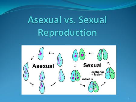 1. 2 Asexual Reproduction Sexual Reproduction Both Types of reproduction in living organisms Pass DNA from parent to offspring.
