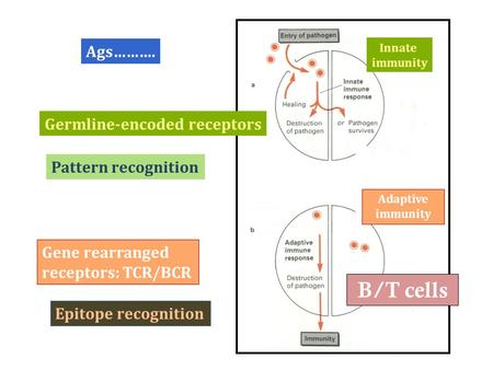 Germline-encoded receptors Gene rearranged receptors: TCR/BCR Ags………. Innate immunity Adaptive immunity B/T cells Pattern recognition Epitope recognition.