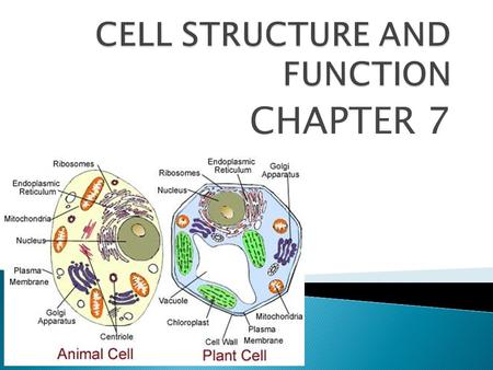 CHAPTER 7.  The CELL is the basic unit of structure and function in living things.  CELL THEORY states ◦ 1. All living things are composed of cells.