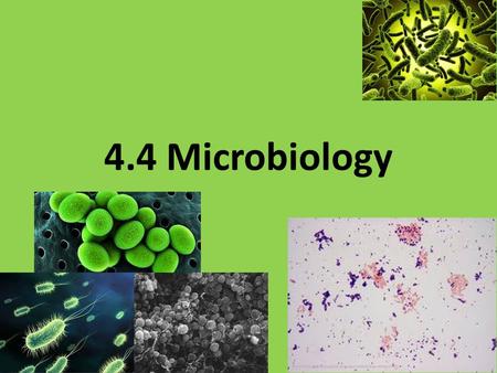 4.4 Microbiology. Classifying Bacteria - shape According to shape Coccus -plural Cocci Bacillus -plural Bacilli Spirillum – plural Spirilli.