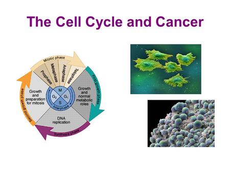 The Cell Cycle and Cancer. The Cell Cycle Cells go through a series of stages through their life These series of stages is called the cell cycle Each.