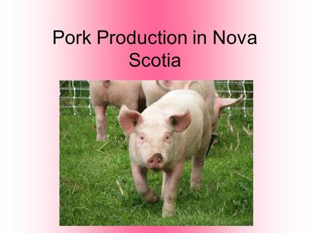 Pork Production in Nova Scotia. Terms to Know Sow: Adult female pig. Boar: Adult male pig. Often kept for breeding purposes. Barrow: A neutered male pig.