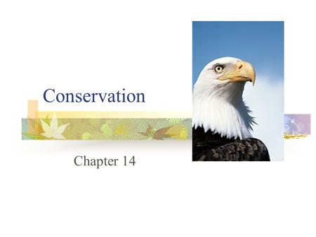 Conservation Chapter 14. Wildlife Resources  What is happening to the wildlife and plant resources around us today?