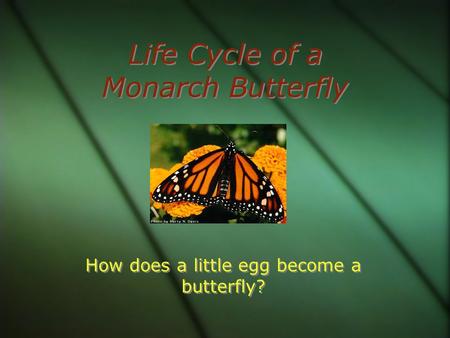 Life Cycle of a Monarch Butterfly How does a little egg become a butterfly?