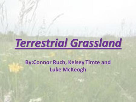 Terrestrial Grassland By:Connor Ruch, Kelsey Timte and Luke McKeogh.