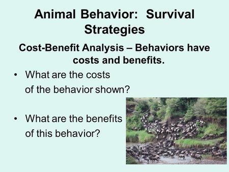 Animal Behavior: Survival Strategies
