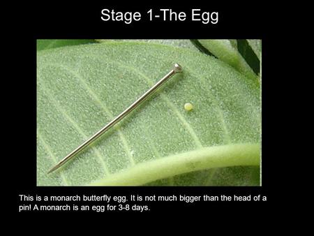 Stage 1-The Egg This is a monarch butterfly egg. It is not much bigger than the head of a pin! A monarch is an egg for 3-8 days.