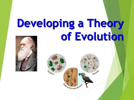 Developing a Theory of Evolution. Evolution processes earliest forms diverse  The processes that have changed life on earth from it’s earliest forms.