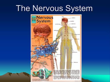 The Nervous System. Introduction In all animals, except the sponges, responses to stimuli depend on the activities of networks of nerve cell, or neurons.