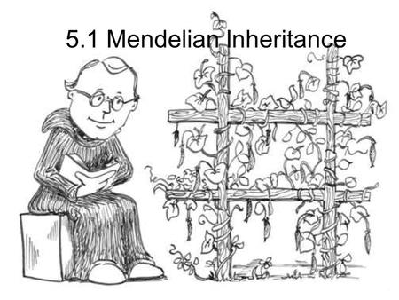 5.1 Mendelian Inheritance. Monks are known for many things…