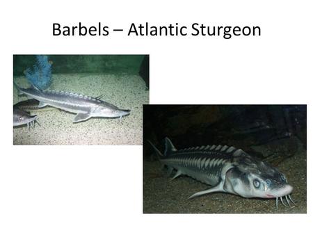 Barbels – Atlantic Sturgeon