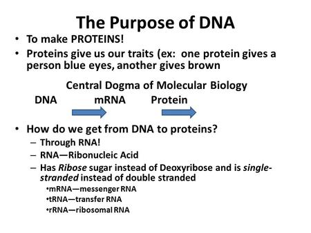 The Purpose of DNA To make PROTEINS! Proteins give us our traits (ex: one protein gives a person blue eyes, another gives brown Central Dogma of Molecular.