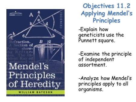 Objectives 11.2 Applying Mendel’s Principles