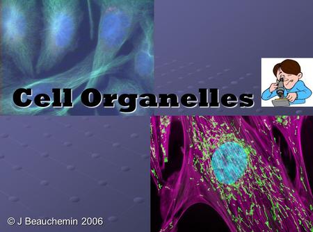 Cell Organelles © J Beauchemin 2006. Cell Organelles Organelle= “little organ” Found only inside eukaryotic cells Everything in a cell except the nucleus.