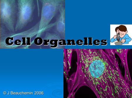 Cell Organelles © J Beauchemin 2006. Cell Organelles  Organelle= “little organ”  Found only inside eukaryotic cells  All the stuff in between the organelles.