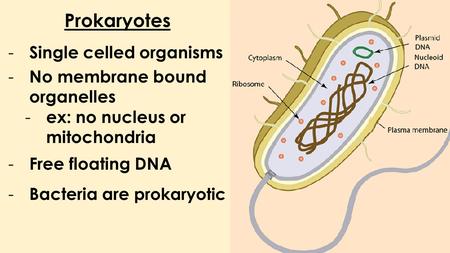 Prokaryotes - Single celled organisms - No membrane bound organelles - ex: no nucleus or mitochondria - Free floating DNA - Bacteria are prokaryotic.