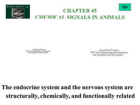 CHAPTER 45 CHEMICAL SIGNALS IN ANIMALS