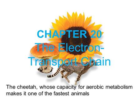 The Electron-Transport Chain