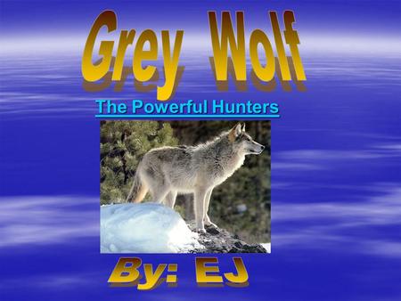 Grey Wolf The Powerful Hunters By: EJ.