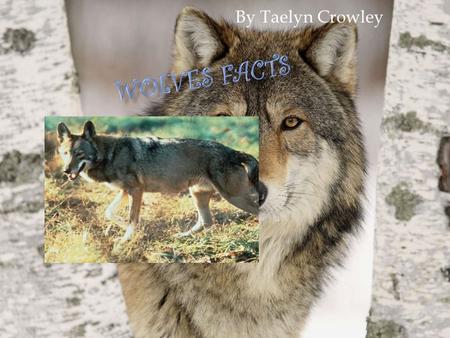By Taelyn Crowley. Here are a few facts about wolf food. A wolf likes a cool drink from the river. On page. 28 of a book it says wolves bury the food.