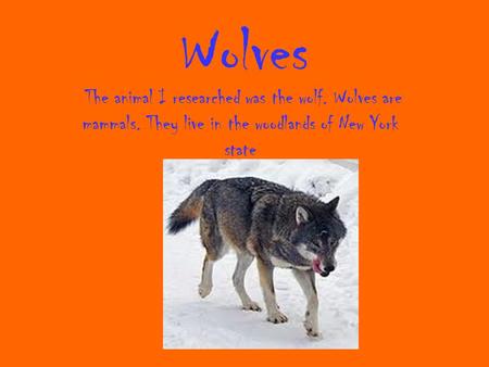 Wolves The animal I researched was the wolf. Wolves are mammals. They live in the woodlands of New York state.
