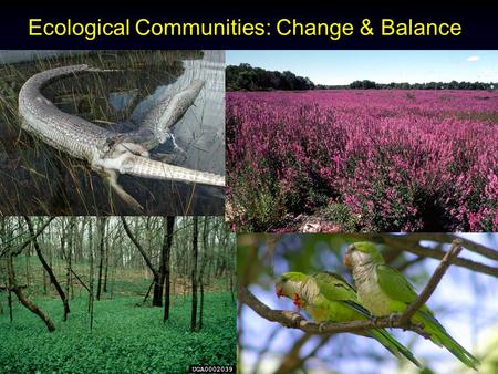 1 Ecological Communities: Change & Balance. 2 Ecological Niche Ecological Niche - Description of the role a species plays in a biological community, or.