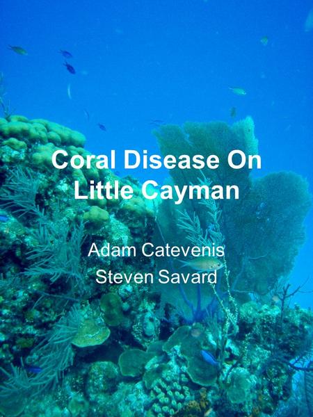 Coral Disease On Little Cayman Adam Catevenis Steven Savard.