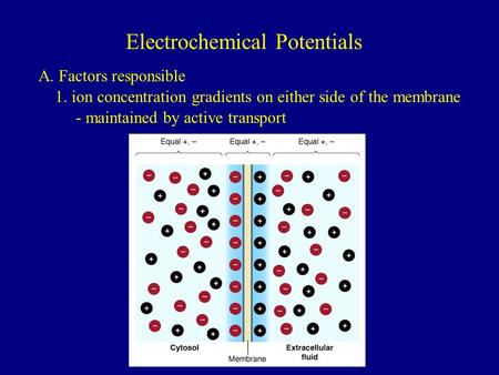 Electrochemical Potentials A. Factors responsible 1. ion concentration gradients on either side of the membrane - maintained by active transport.