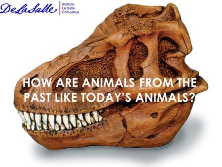 HOW ARE ANIMALS FROM THE PAST LIKE TODAY’S ANIMALS?